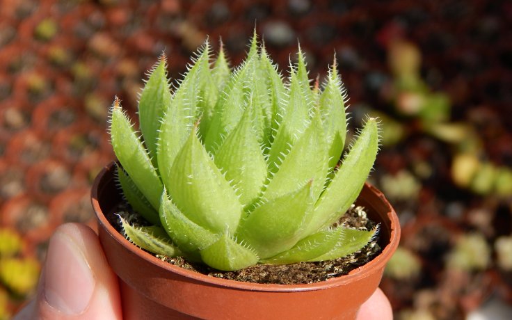 Haworthia decipiens Africká rostlina