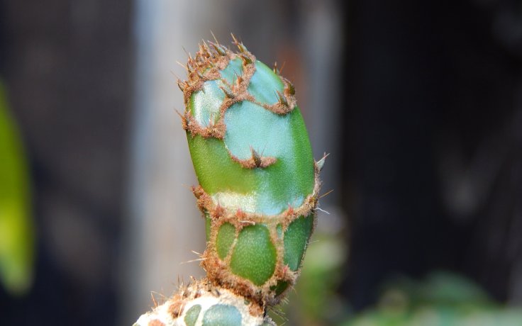 Opuntia zebrina reticulata Cobra - hadí opuncie