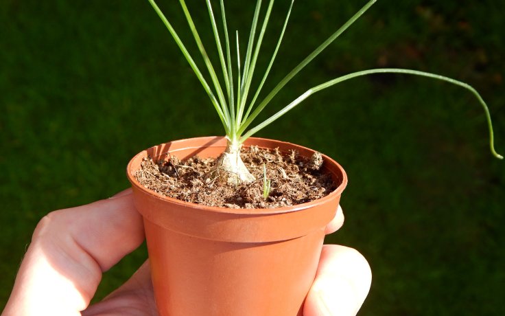 Albuca polyphylla