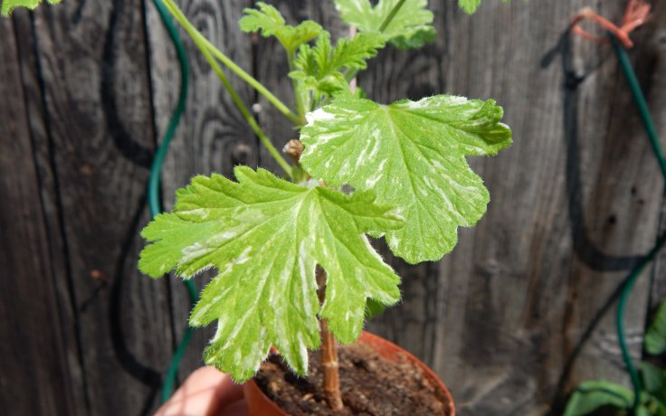 Pelargonium graveolens variegata