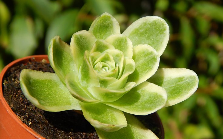 Greenovia aurea variegata - vzácný sukulent