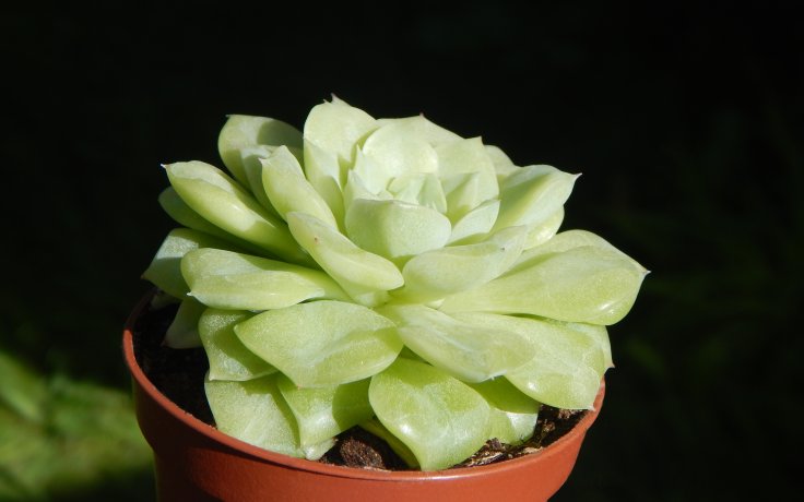 Echeveria White Swan - světlá pokojovka