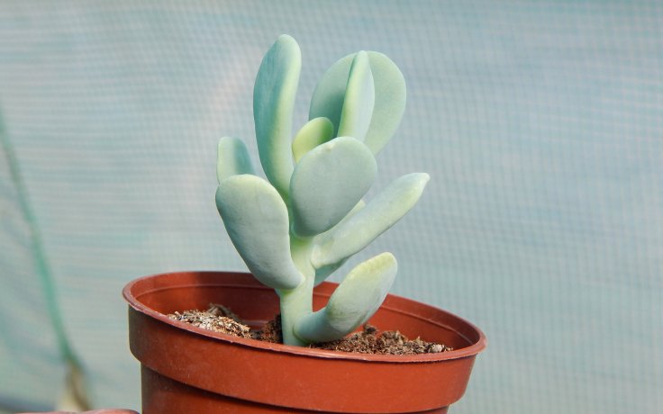 Sedum allantoides Goldii sukulenty a kaktusy