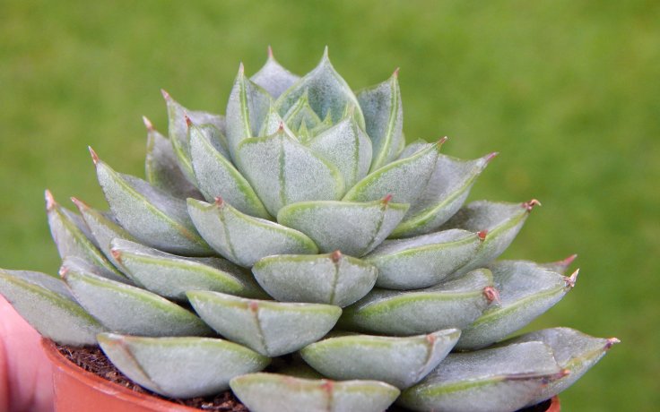 Echeveria purpusorum Green Gilva - sukulent