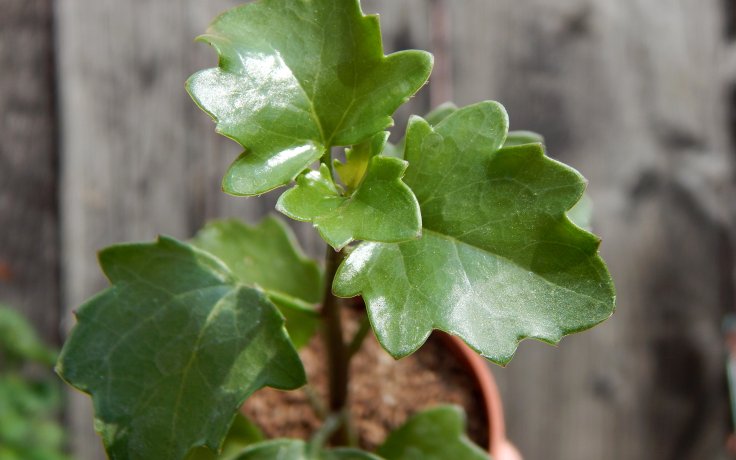 Senecio angulatus - sucu and cacti