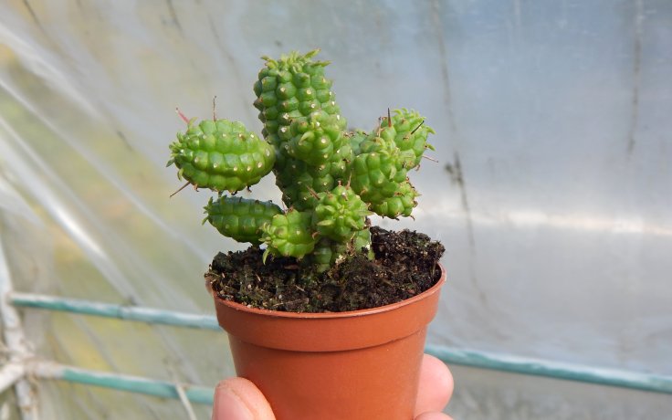 Euphorbia mammillaris