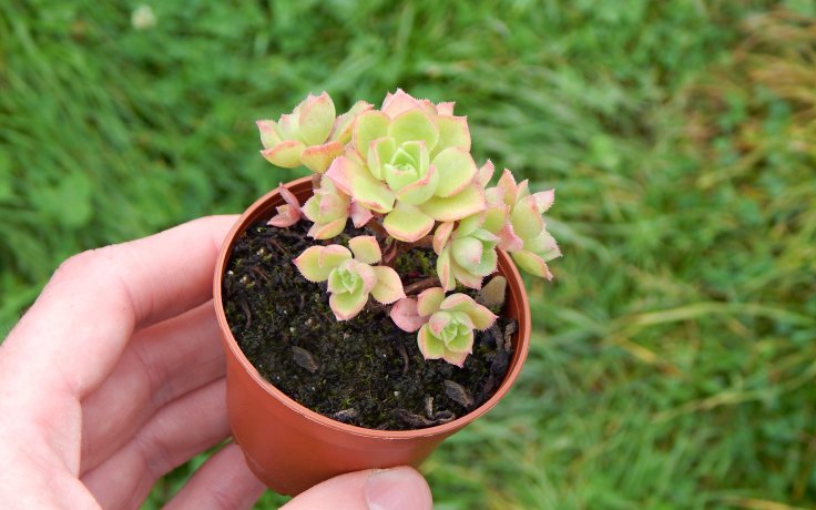 Aeonium castello-paivae var. sarae - sukulenty samek