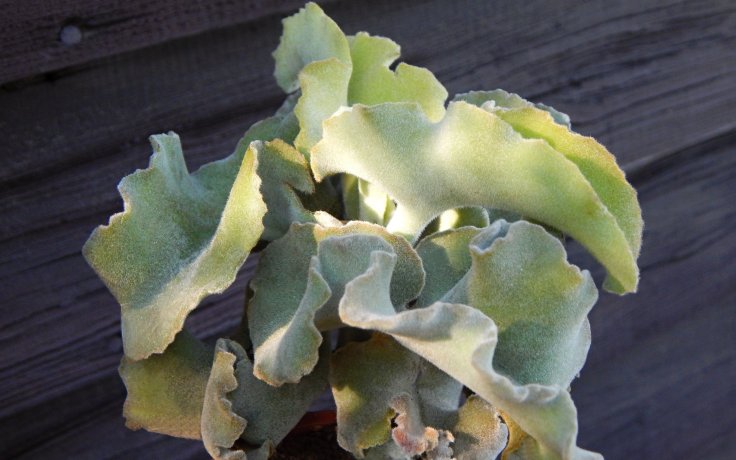 Kalanchoe beharensis Major - Madagaskar