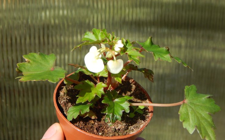Begonia dregei - květy