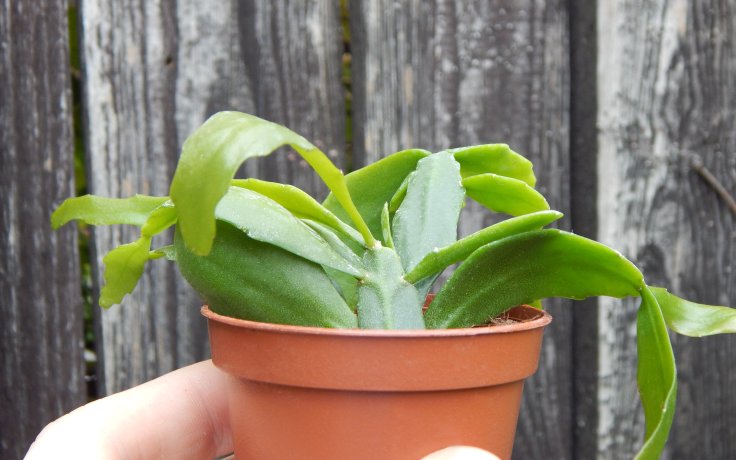 Rhipsalis crispata - cacti