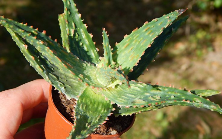 Aloe Spike