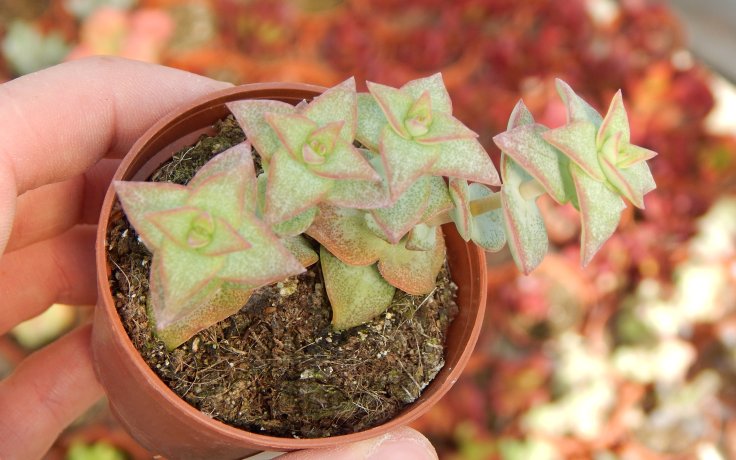 Crassula perforata