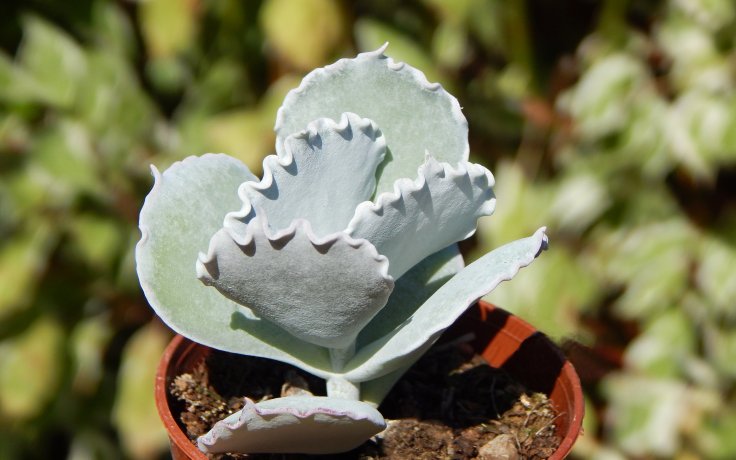Cotyledon undulata Red - sukulenty eshop
