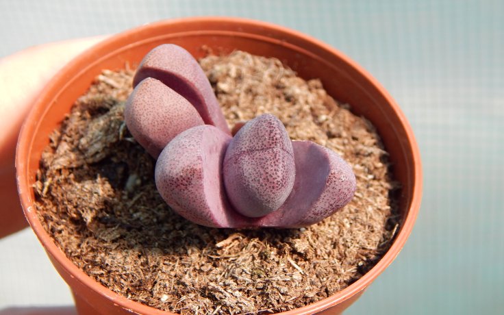 Pleiospilos nelii Rubra - červený sukulent
