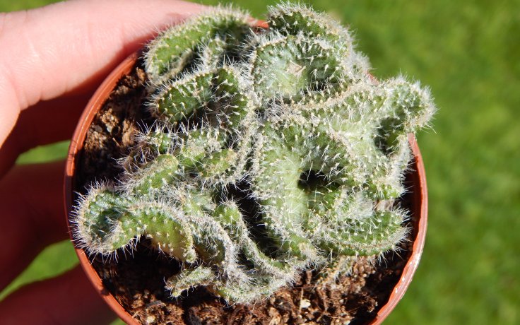 Opuntia tuna cristata - crested cactus