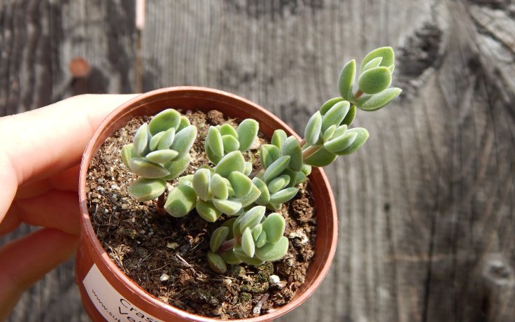 Crassula Velveta