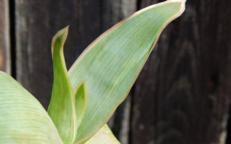 Aloe striata - sukulenty a kaktusy samek