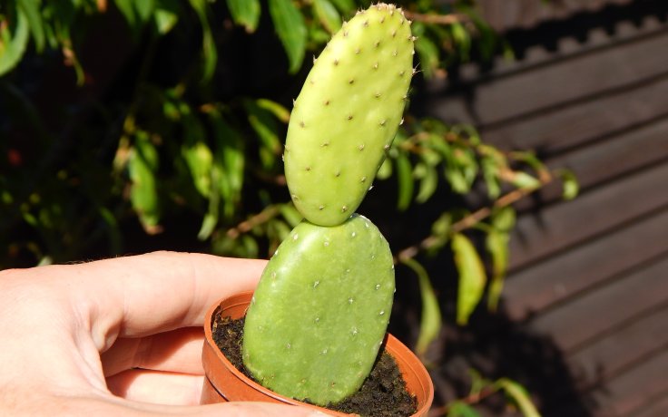 Opuntia microdasys Caress