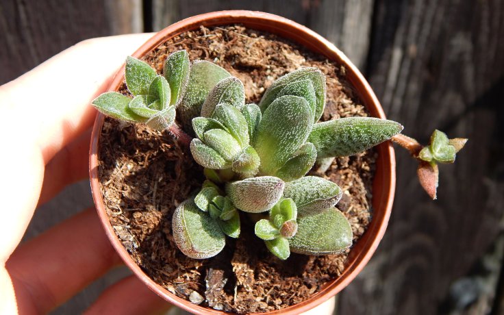 Crassula × justi-corderoyi (succulents)