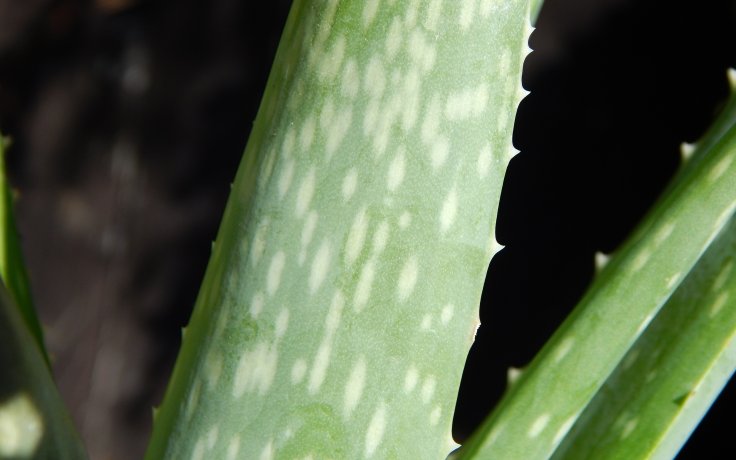 Aloe vera