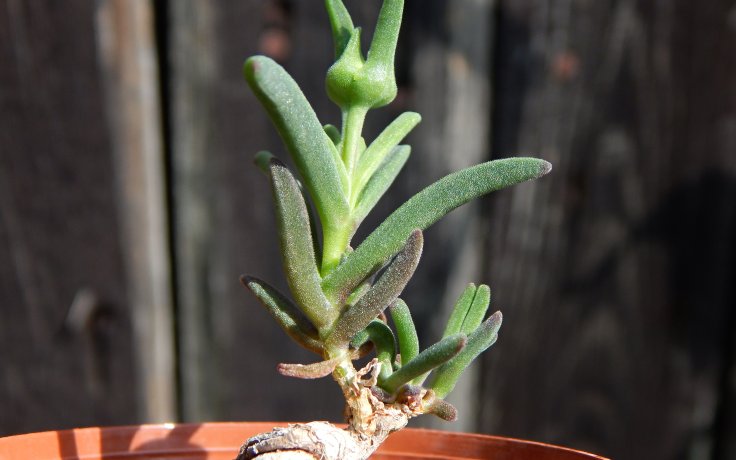 Delosperma bosseranum - kaudex