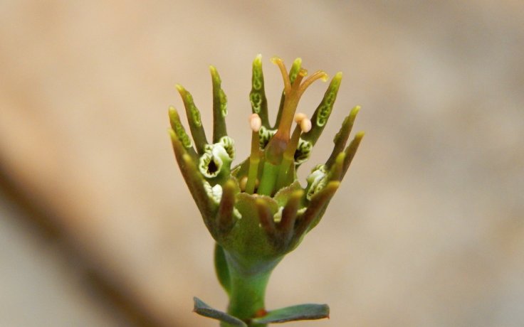 Euphorbia globosa květ
