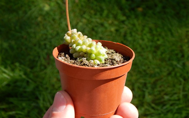 Anacampseros filamentosa subsp. tomentosa