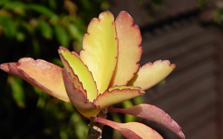 Kalanchoe pinnata - pokojový sukulent