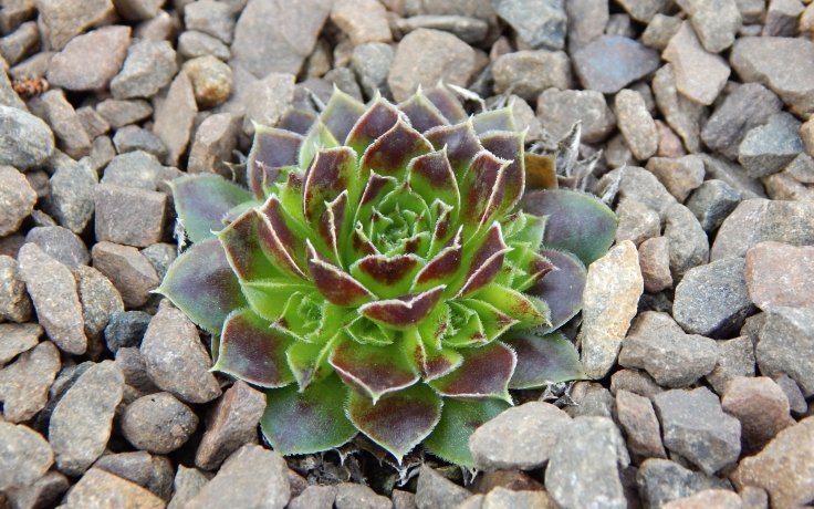 Jovibarba heuffelii Prisma