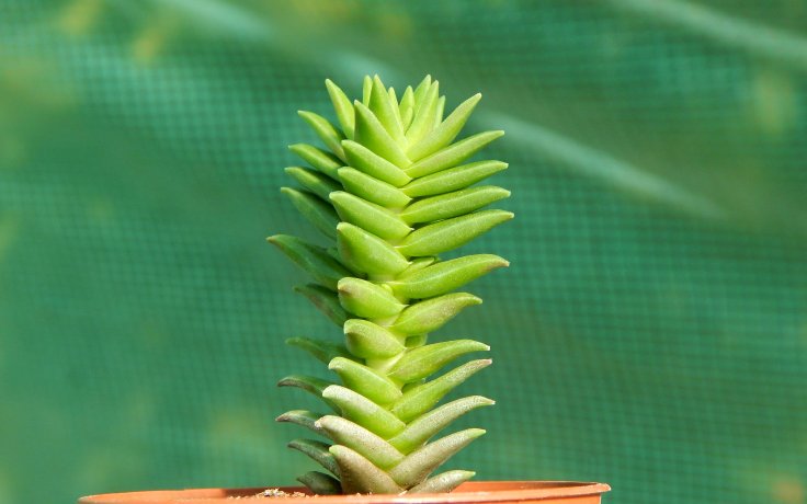 Crassula capitella Pagoda - jade plant