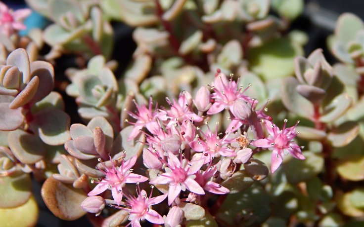 Sedum cyaneum - květ