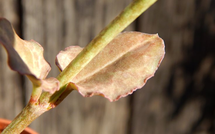 Ceropegia nilotica - svícník sukulent