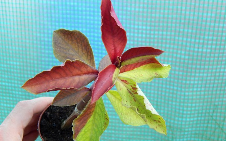 Euphorbia umbellata Rubra succulent