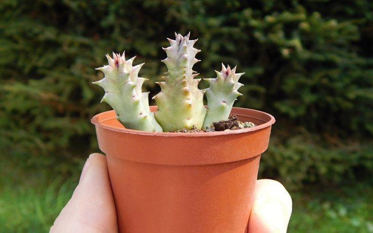 Huernia zebrina - houseplant succulent