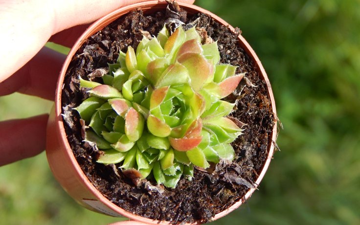 Jovibarba heuffelii Jemina