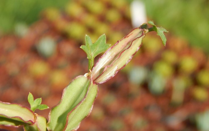 Cissus quadrangularis polní hrozny