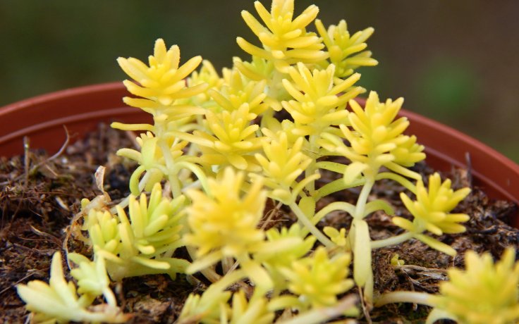 Sedum japonicum Tokyo Sun (yellow succulent)