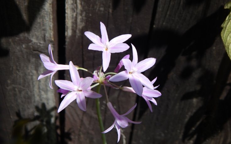 Tulbaghia violacea variegata flower