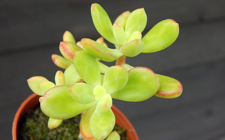 Echeveria macdougallii na prodej