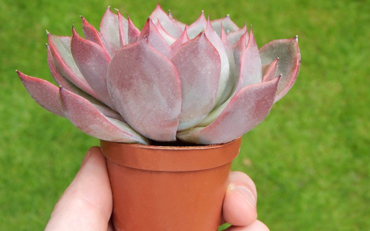 Echeveria Churro sukulenty růžové
