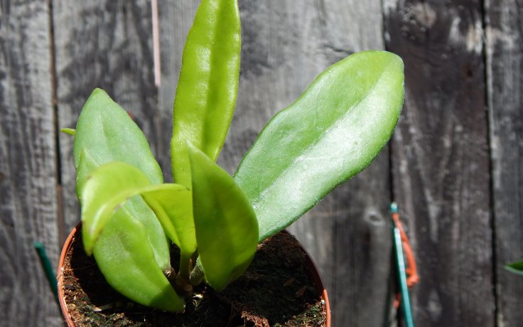 Hoya salweenica - houseplant for sell