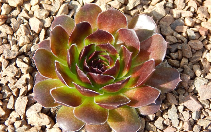 Jovibarba heuffelii Red Hero