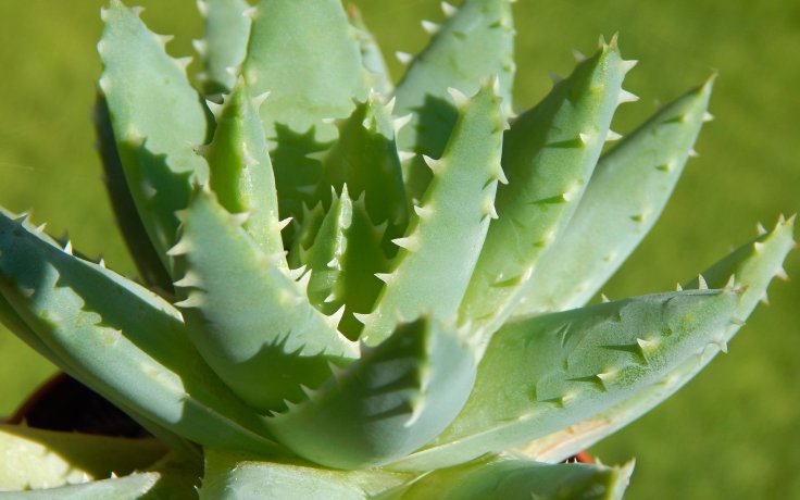 Aloe brevifolia sukulenty a kaktusy