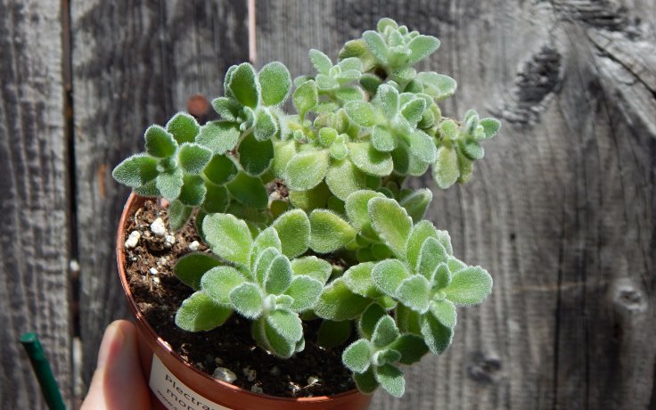 Plectranthus monthanus - aromatic