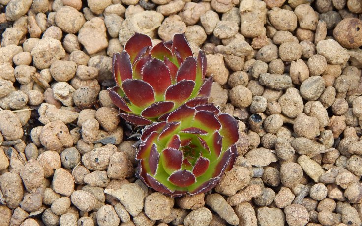 Jovibarba heuffelii Bramberk