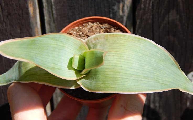 Aloe striata - sukulenty a kaktusy samek