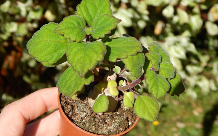 Plectranthus ernstii vonná pokojovka