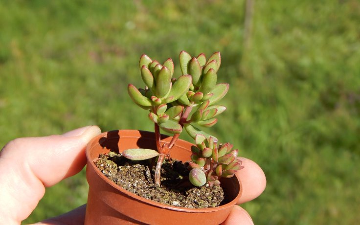 Crassula subaphylla pokojový sukulent