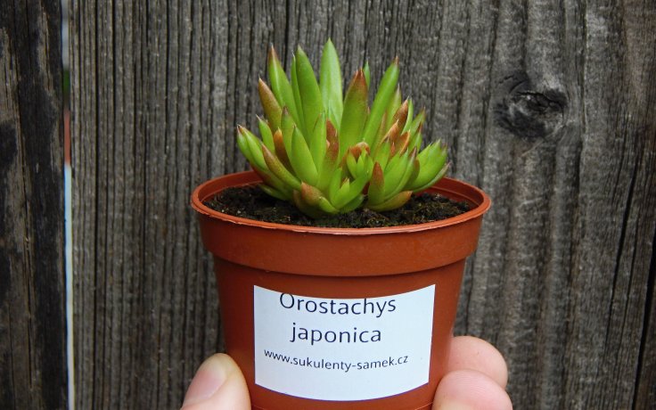 Orostachys japonica