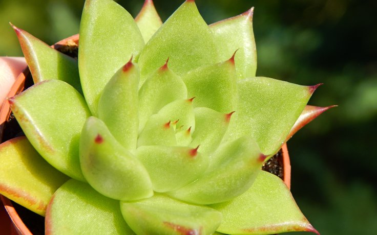 Echeveria agavoides Red Edge - sukulenty